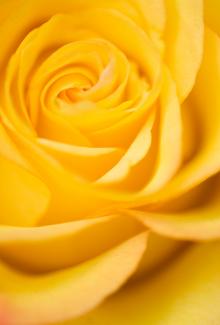 Thoughtless Awareness is a beautiful state of joy